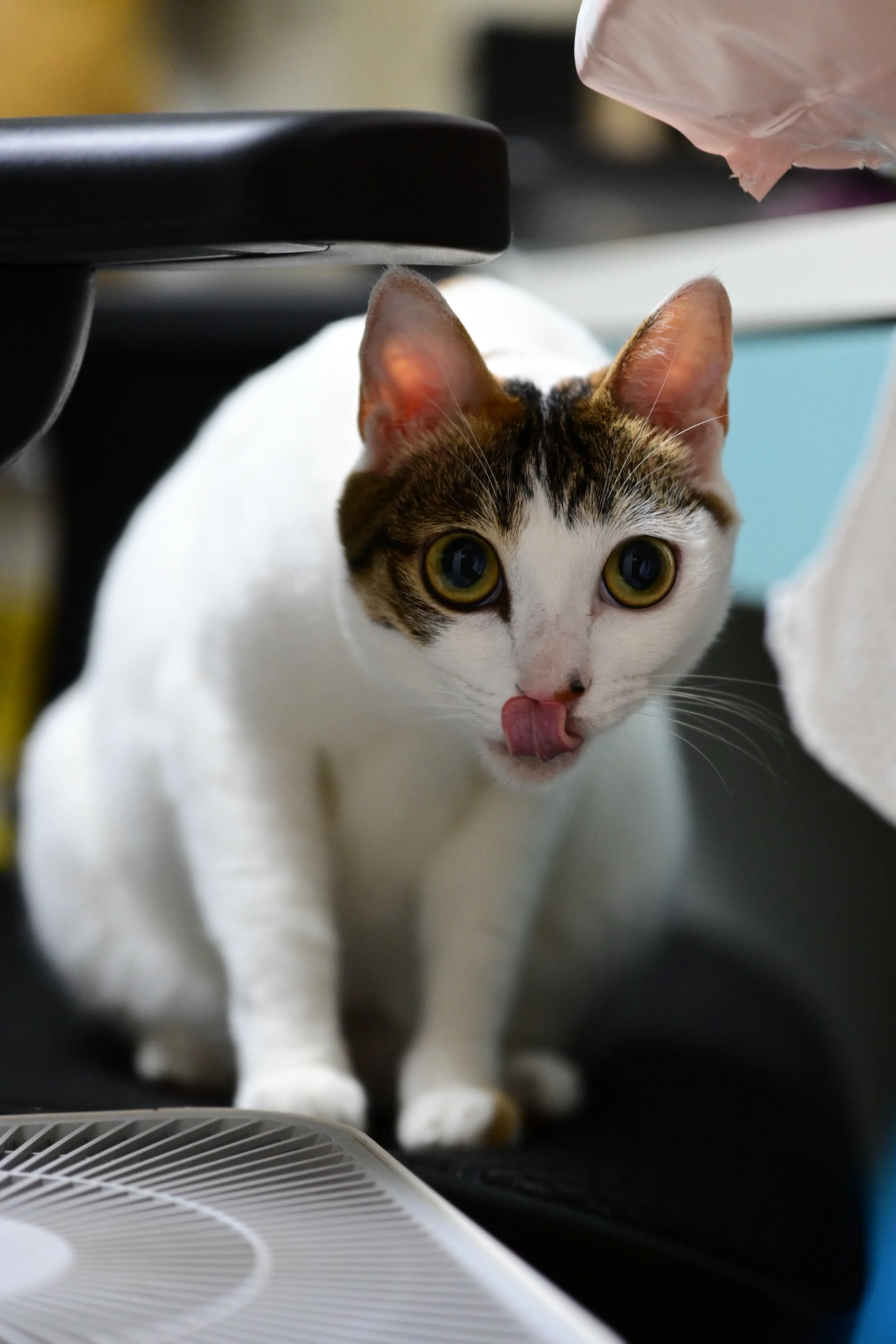 A picture of Bean the cat