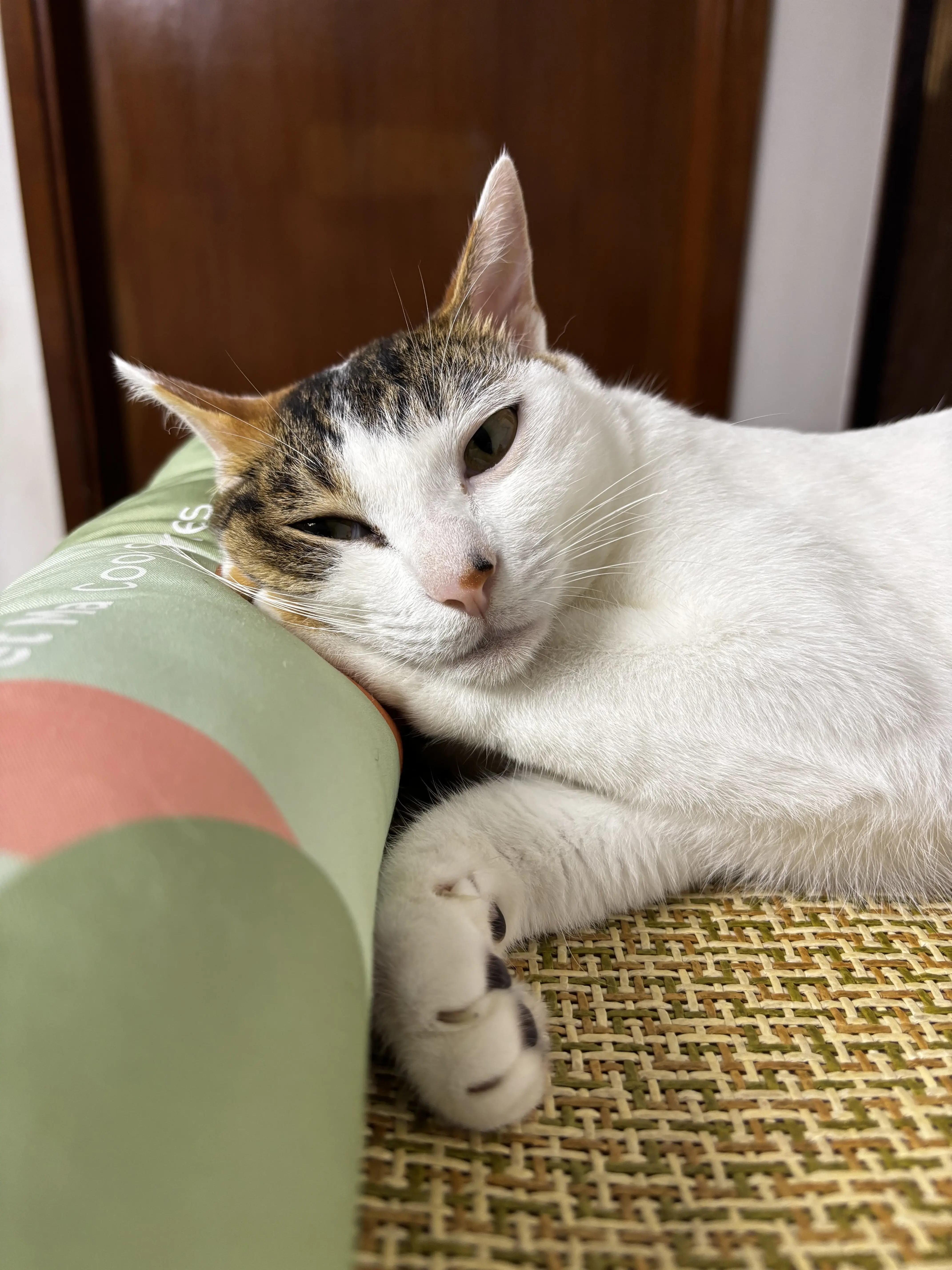 A picture of Bean the cat