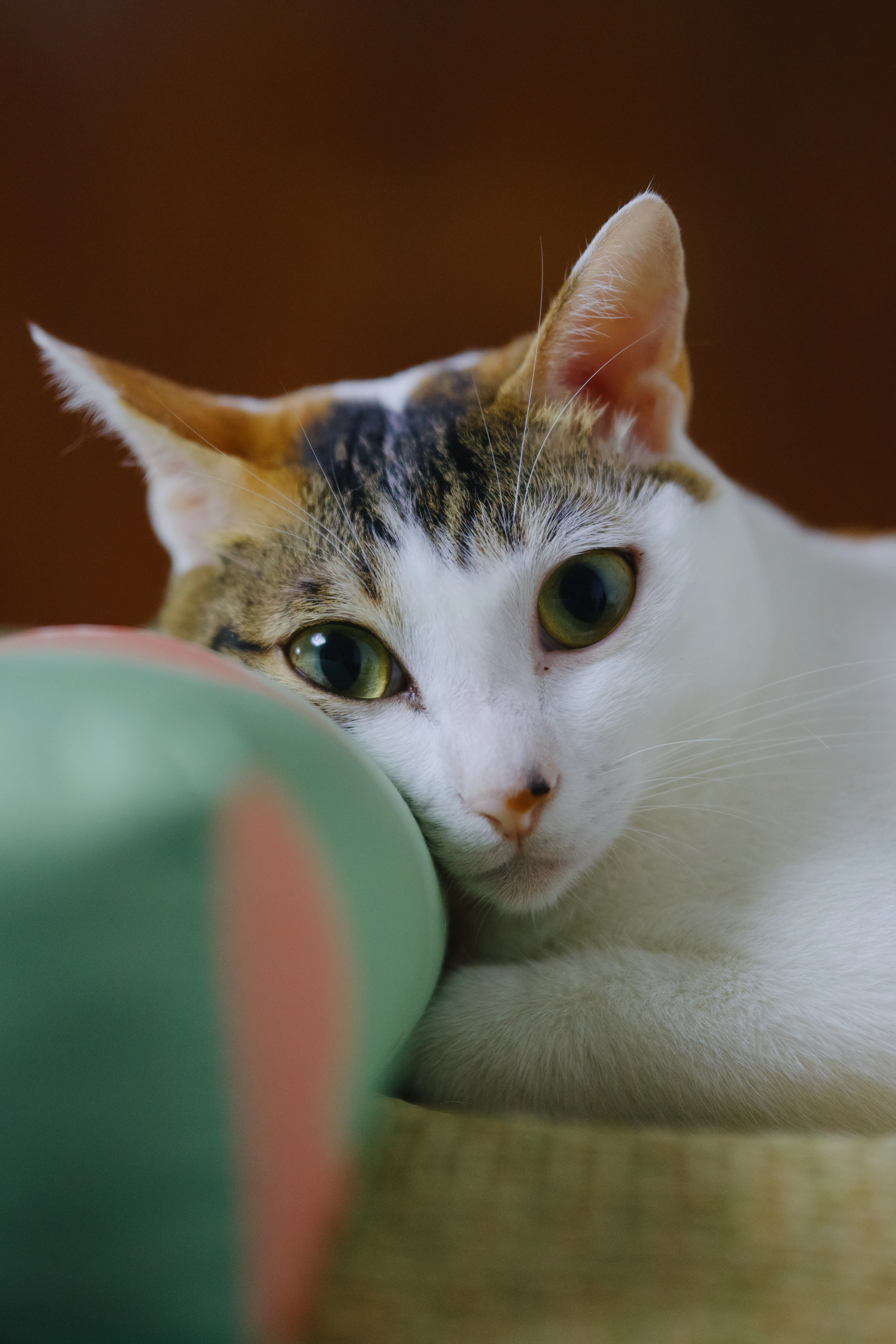 A picture of Bean the cat