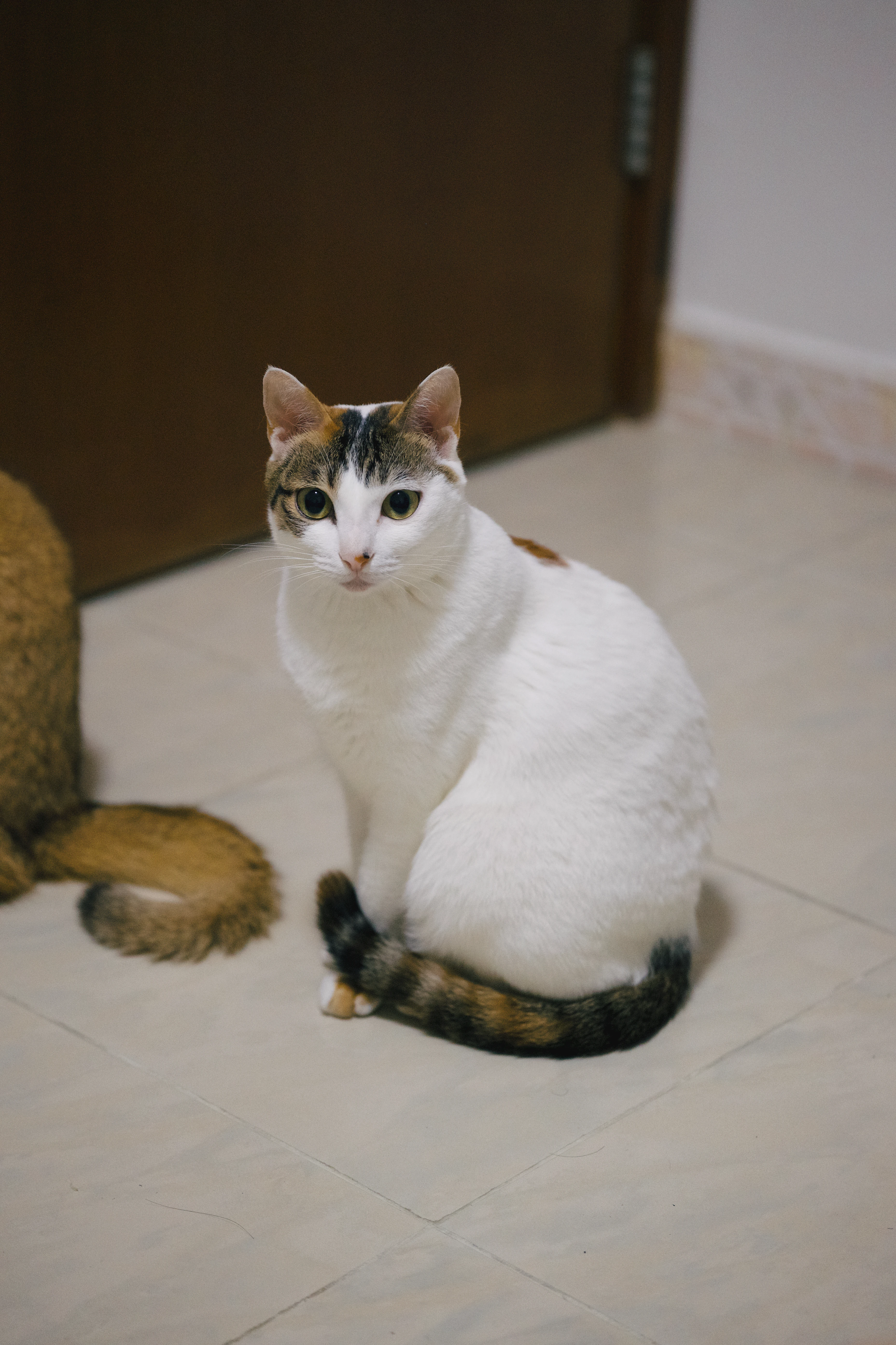 A picture of Bean the cat