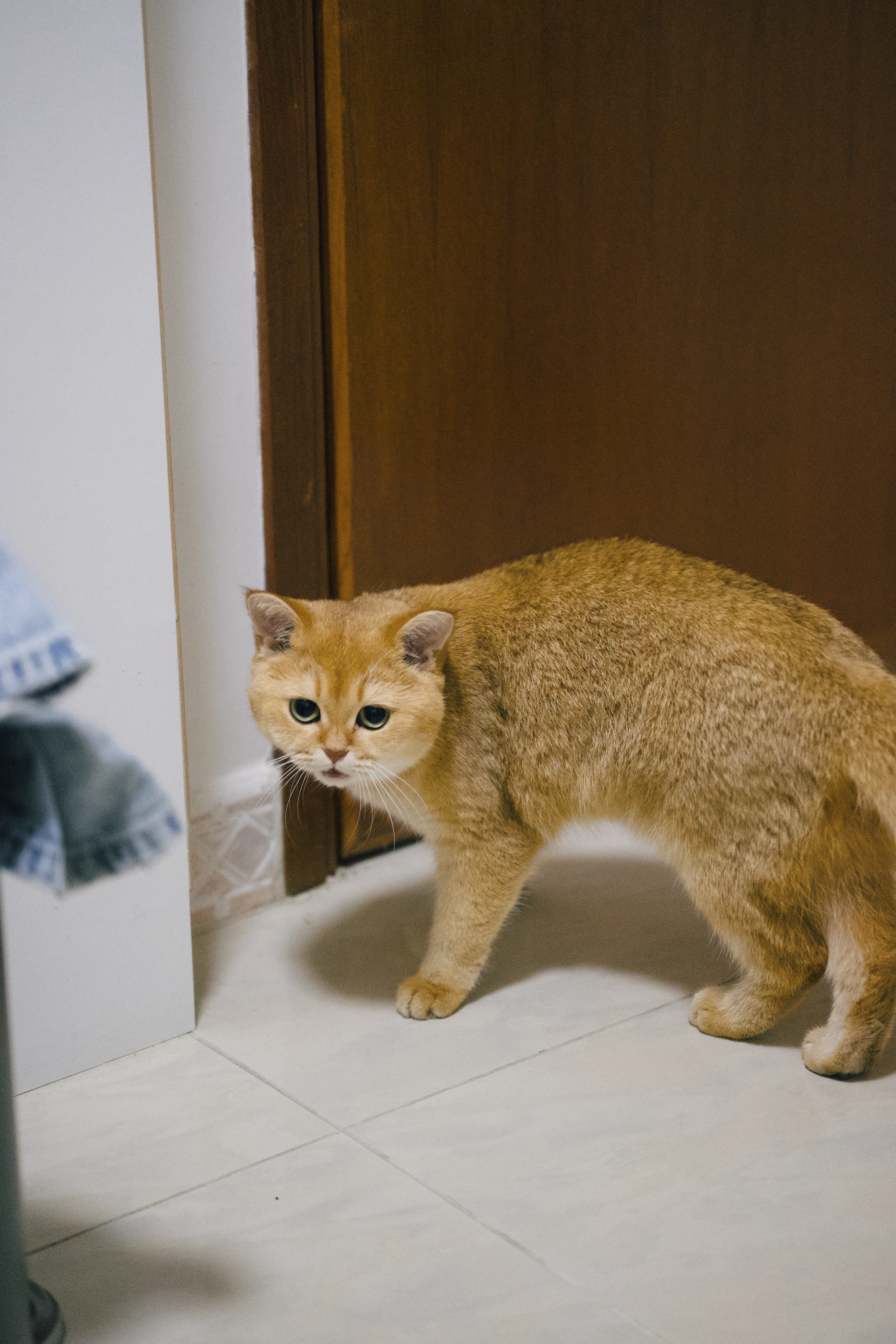 A picture of Small Small the cat