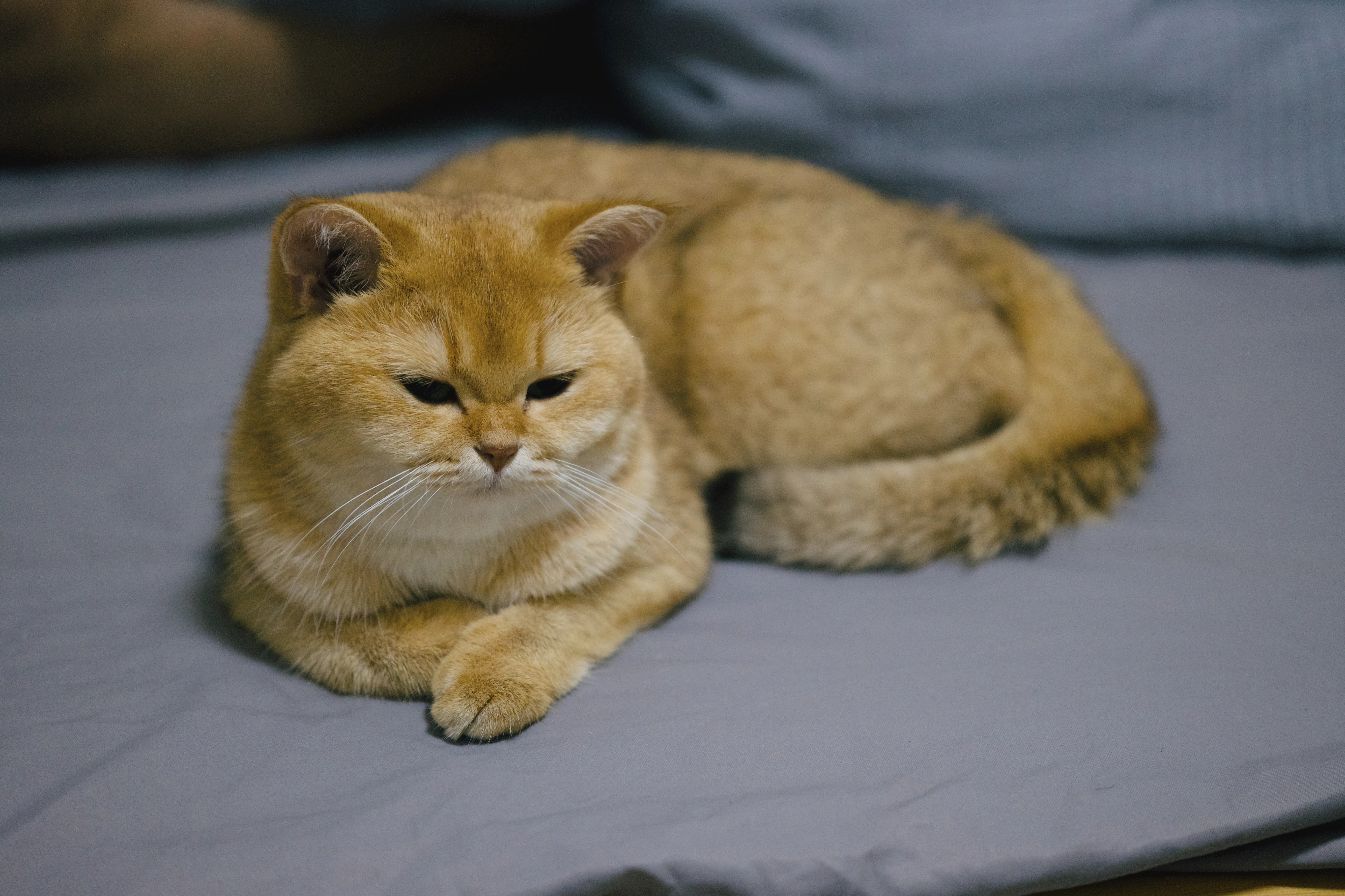 A picture of Small Small the cat