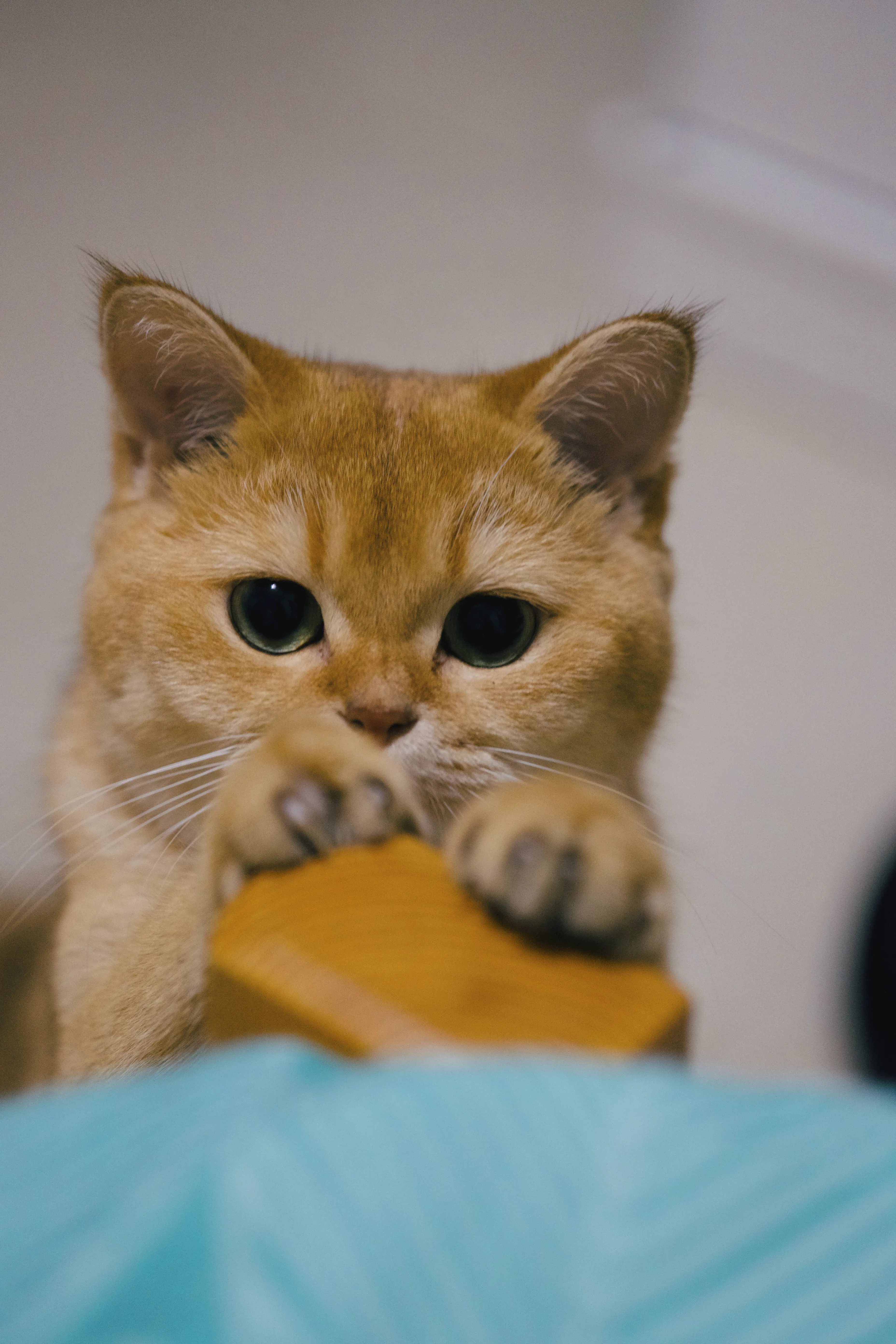 A picture of Small Small the cat
