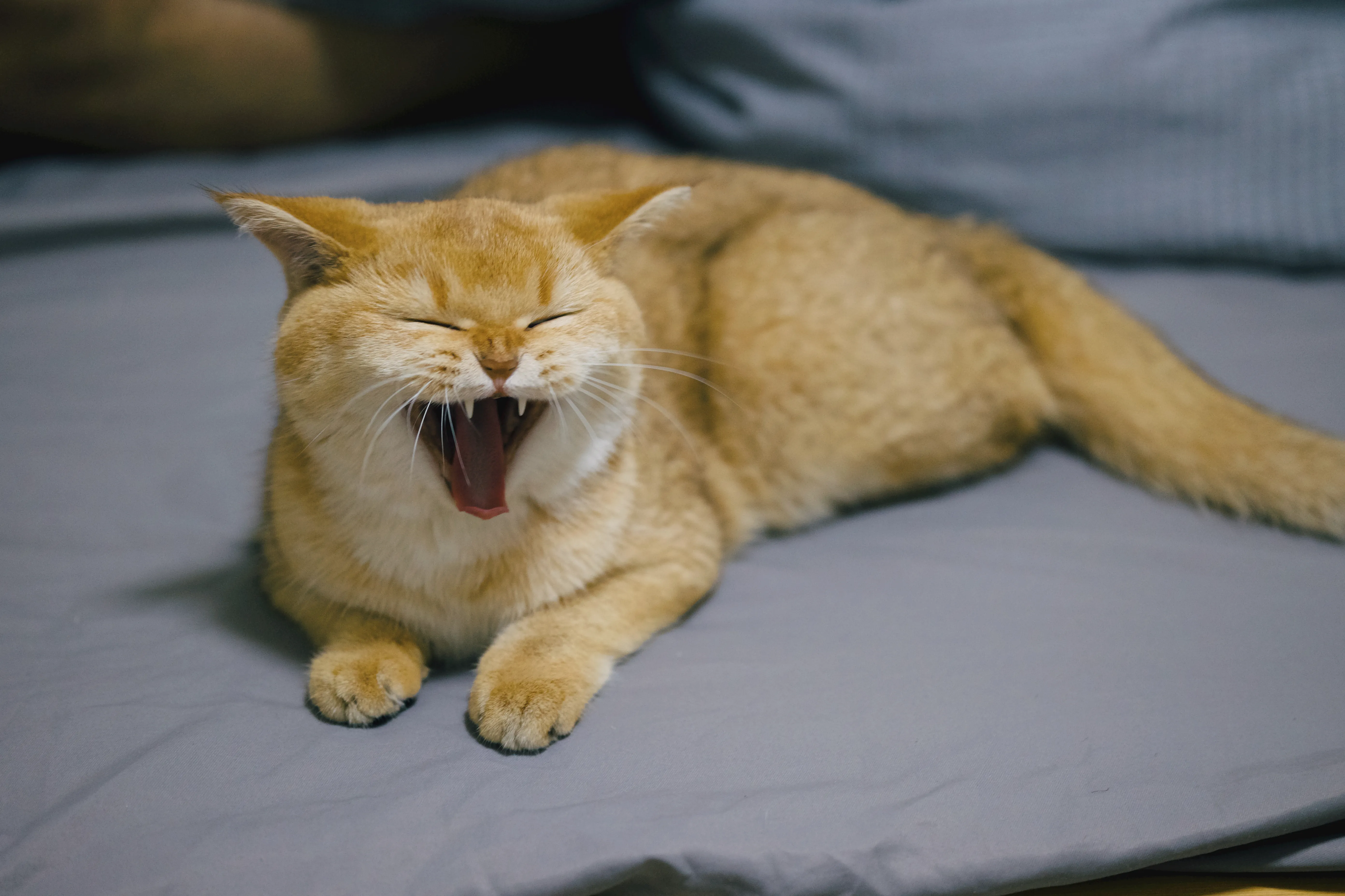 A picture of Small Small the cat